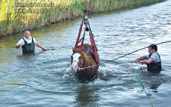 Daru segítségével menekült meg a csatornába csúszott ló