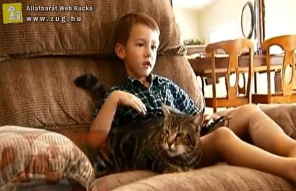 A család macskája mentette meg a kisfiút a rátámadó kutyától