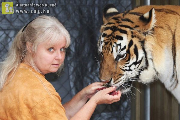 Kézből eteti tigriseit és akár be is fekszik közéjük az 57 éves asszony