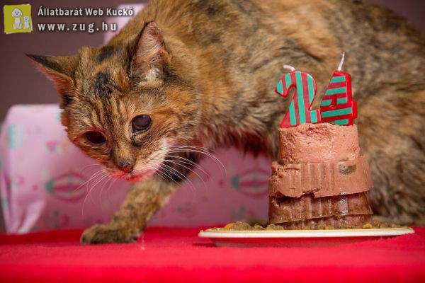 24 évesen halt meg a világ legidősebb macskája