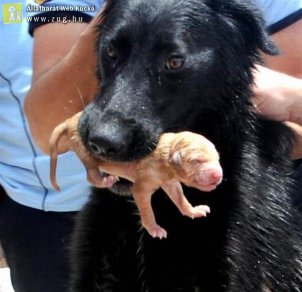 A kóbor kutyus segített a mentőcsoportnak kimenteni a kutyakölyköket a csatornából