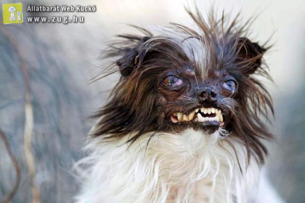 Egy csivava-shitzu keverék kuytust választottak meg a világ legcsúnyább kutyájának