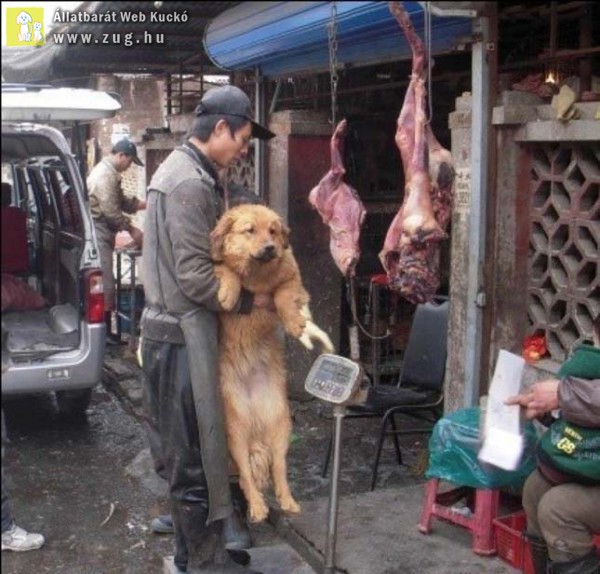 10.000 kutyát vágnak le minden évben a jülini kutyahús-fesztiválon - durva képekkel!