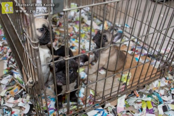 40 kiskutyát mentettek ki egy csepeli raktárból