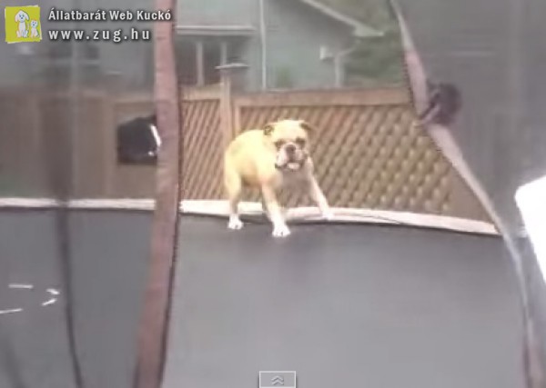 Trambulinon ugráló kutyus - vicces videó