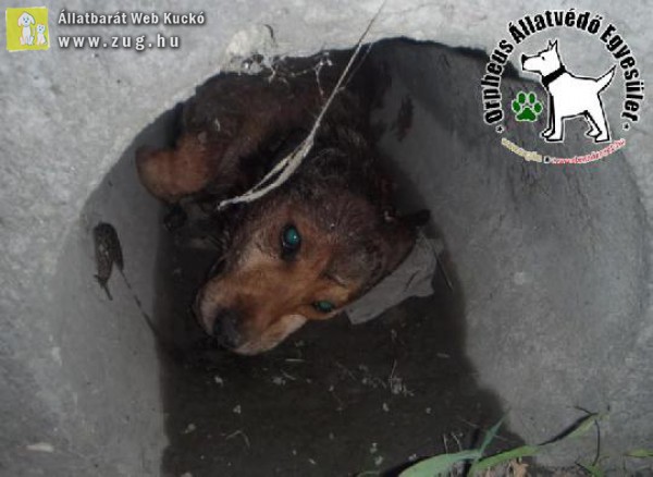 Szegény kutyust elütötték, magára hagyták, csatornában pusztult el