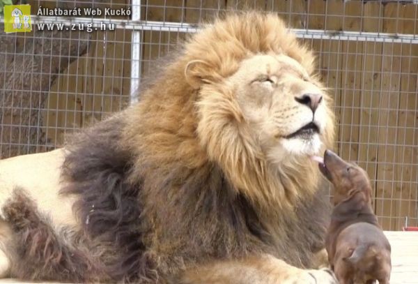Különleges barátság az apró tacskó és a sérült oroszlán között