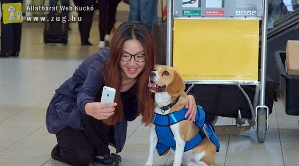 A repülőtér legcukibb alkalmazottja: Sherlock a beagle