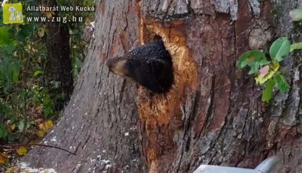 Egy fa törzsébe szorultak be a medvebocsok