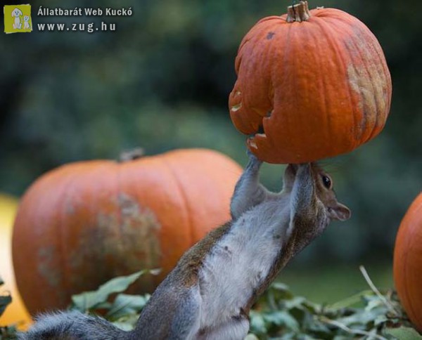 A mókusok is imádják a halloweeni töklámpásokat