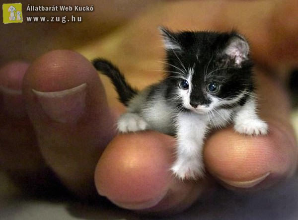 A kiscica, aki lehet, hogy a világ legkisebb cicája lesz?!
