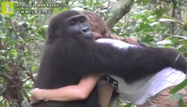 Megható találkozás: 12 év után is emlékeztek a gorillák arra a lányra, akivel gyermekként játszottak