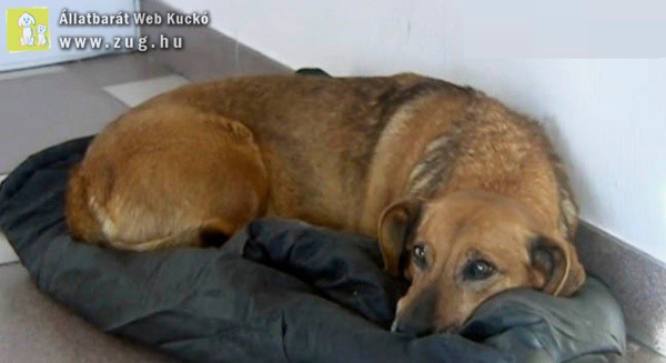 Egy éve hunyt el a gazdája, de a kutyus még mindig a kórház előtt várja