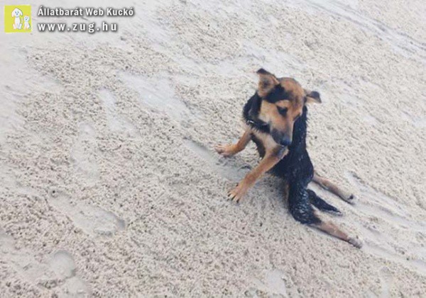 Megmentőre és szerető Gazdira talált a hátsó lábaira lebénult kutyus