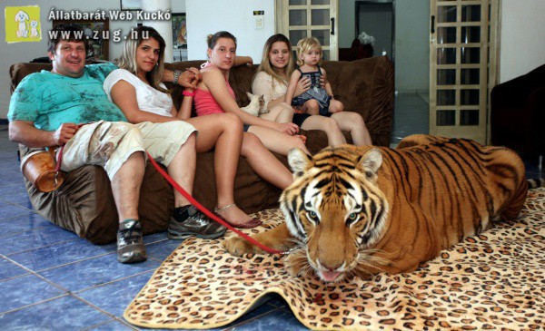 Két tigrissel él együtt a nem mindennapi család