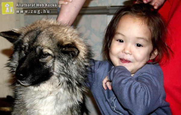 A család kutyusa mentette meg a hároméves kislány életét