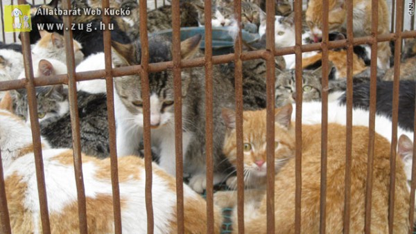 Ezer macska szabadult ki