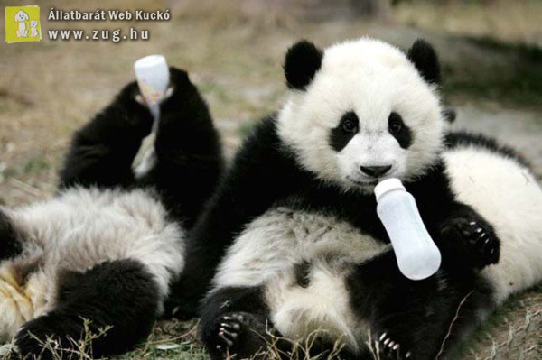 Így néz ki egy pandaóvoda