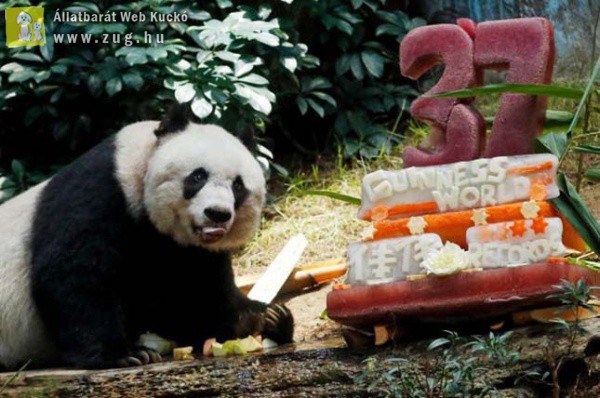 37 éves lett a világ legidősebb pandája