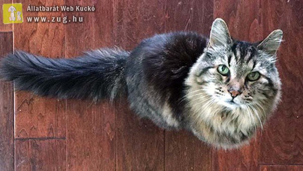 A 26 éves Corduroy a világ legidősebb macskája