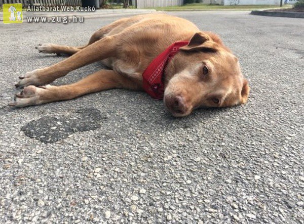Órákig feküdt a baleset helyszínén a kutyus, ahol halálra gázolták gazdiját