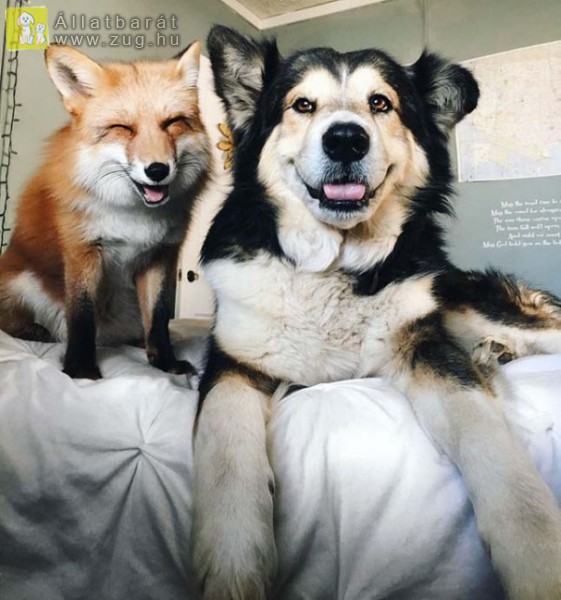 A róka és a kutyus barátsága