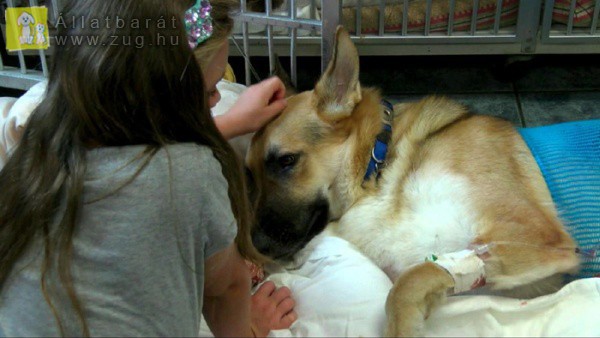 A család kutyusa mentette meg a kislány életét