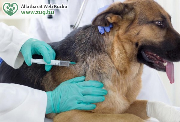 Kutyák védőoltásai