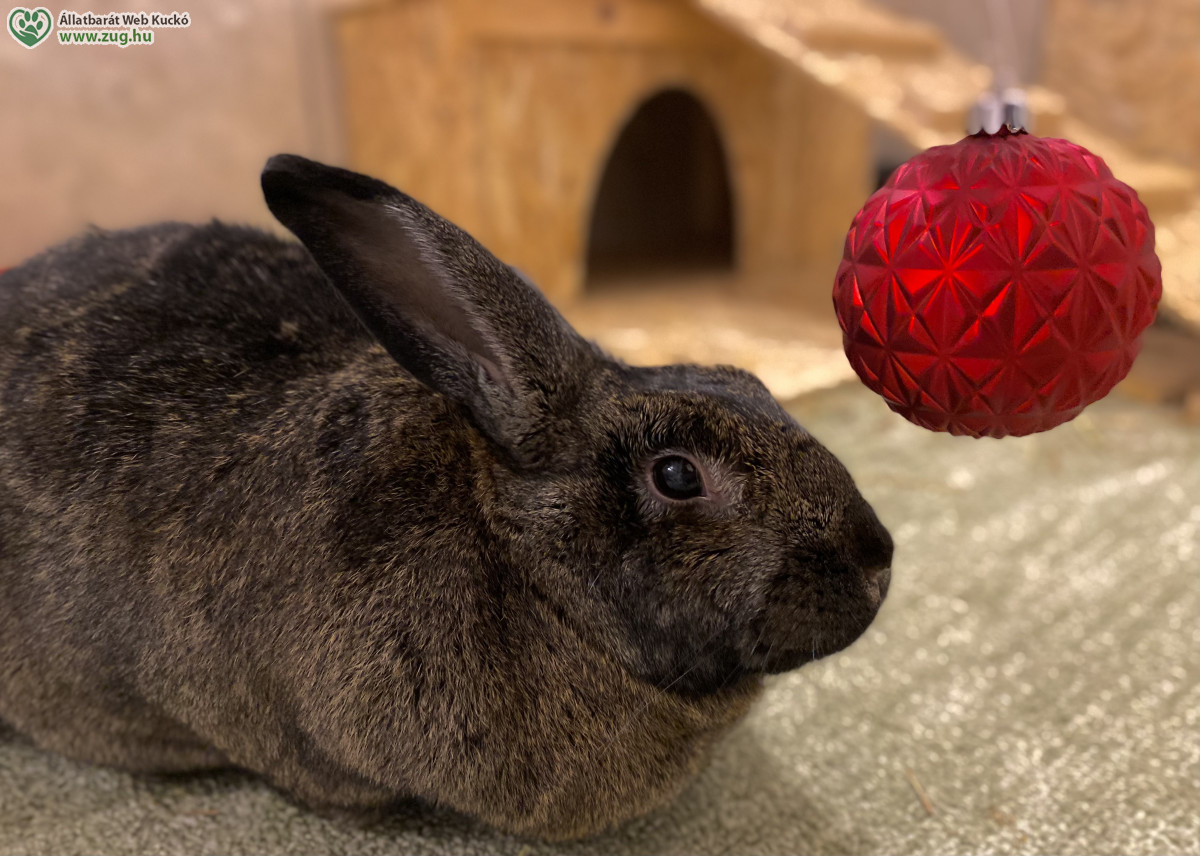 Hoppy Christmas, avagy így karácsonyozz a nyusziddal biztonságosan