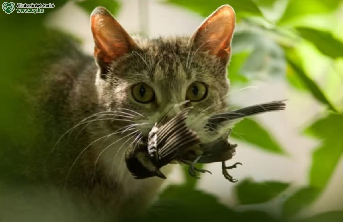 Cicatartás - a vadász véleménye