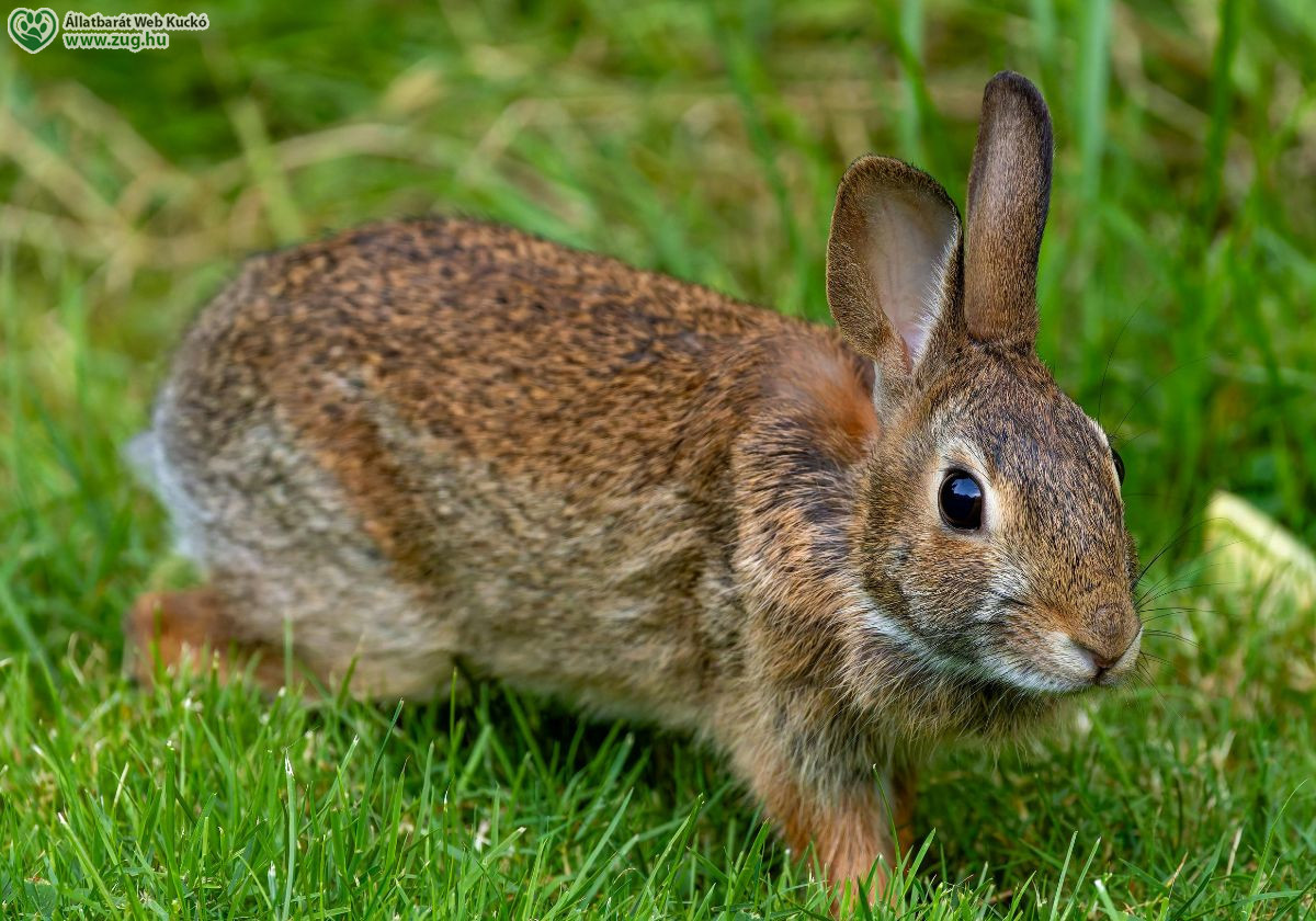 Hírek / Mit tegyünk, ha mezei kisnyuszit találunk?