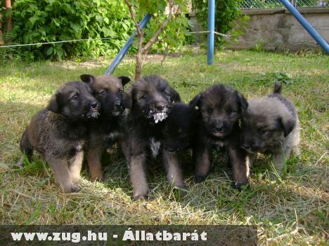 Kóbor Állatok - Kóborállat helyzetkép