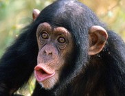 A majmok is tudnak hisztizni