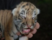 Iker tigriseket ellett a szibériai tigris