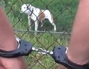 Öt embert állítottak elő tiltott kutyaviadalon - videóval