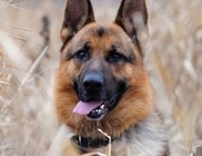 A toklász az állatsétáltatók rémálma is lehet A toklász az állatsétáltatók rémálma is lehet