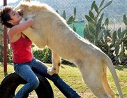 Egy 120 kilós oroszlánnal él együtt egy dél-afrikai nő