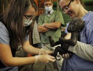 Gyermekkórházban kezelik a magára hagyott kis gorillát Gyermekkórházban kezelik a magára hagyott kis gorillát