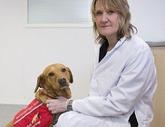 Több száz ember életét mentette meg a daganatokat kiszagoló labrador