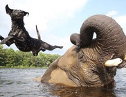 Az árva elefánt és a labrador nem mindennapi barátsága