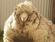 30 pulóvernyi gyapjúval került elő az elkóborolt juh