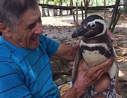 Évek óta visszajár megmentőjéhez a pingvin