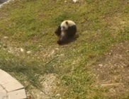 Bukfencezéssel szórakoztatja magát a kis panda