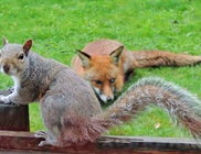 Együtt gyűjti a finom falatokat a róka és a mókus