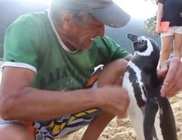 Évente 8000 kilométert utazik a pingvin, hogy találkozzon megmentőjével