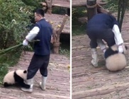 Elválaszthatatlan lett gondozójától a kis panda