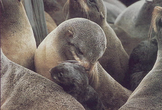 SEAL01.JPG