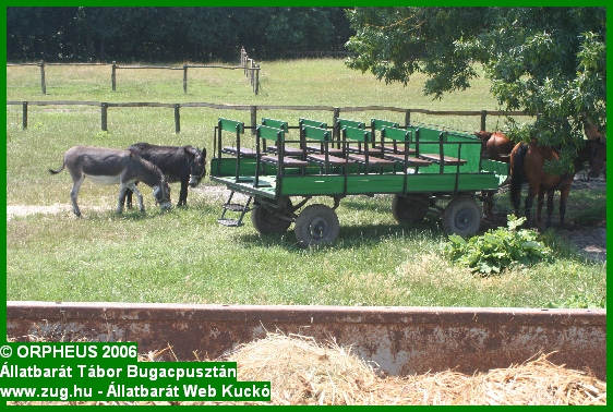 tabor-2006-orpheus-bugac-089.jpg
