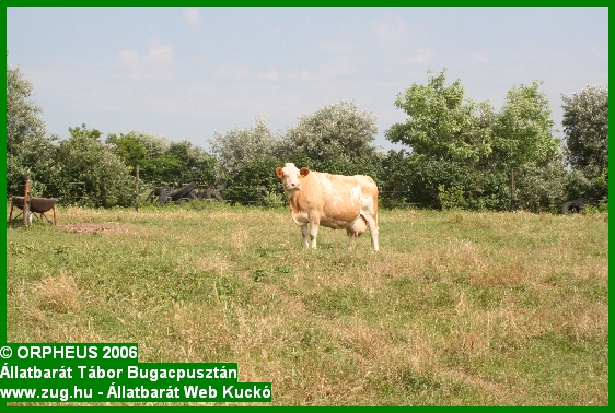 tabor-2006-orpheus-bugac-330.jpg