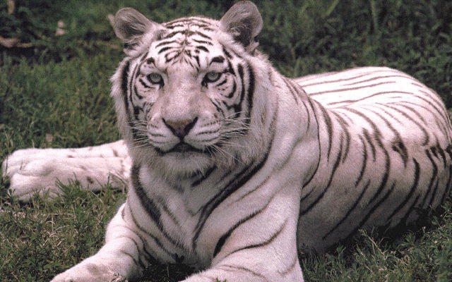 Tiger3.jpg